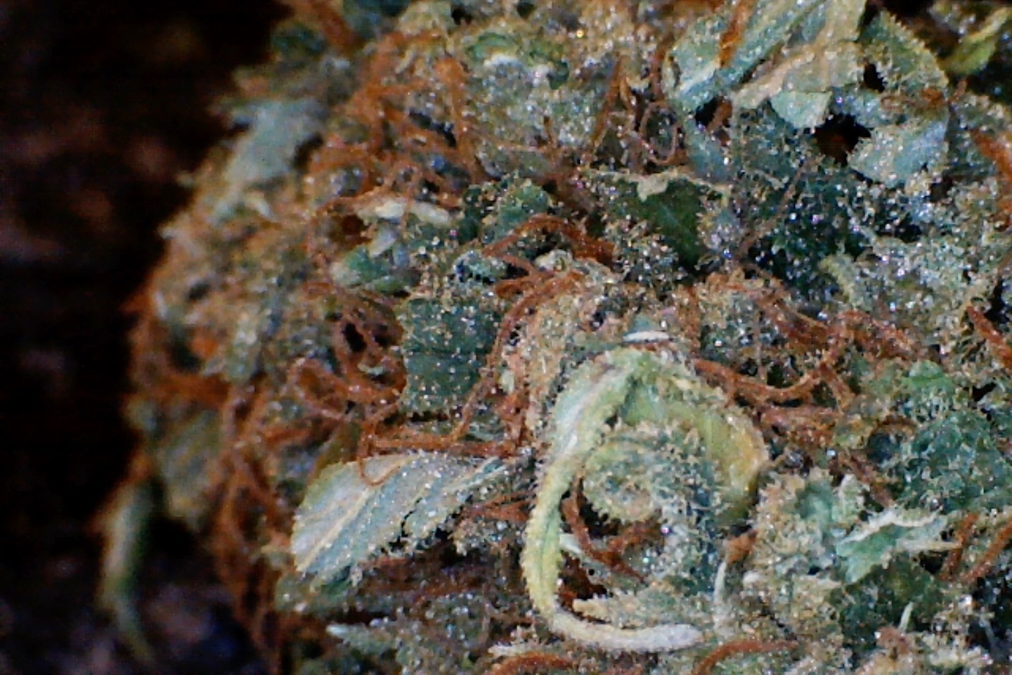 Purple Kush by: Mountain Made Farm 1/3 oz - Image 4