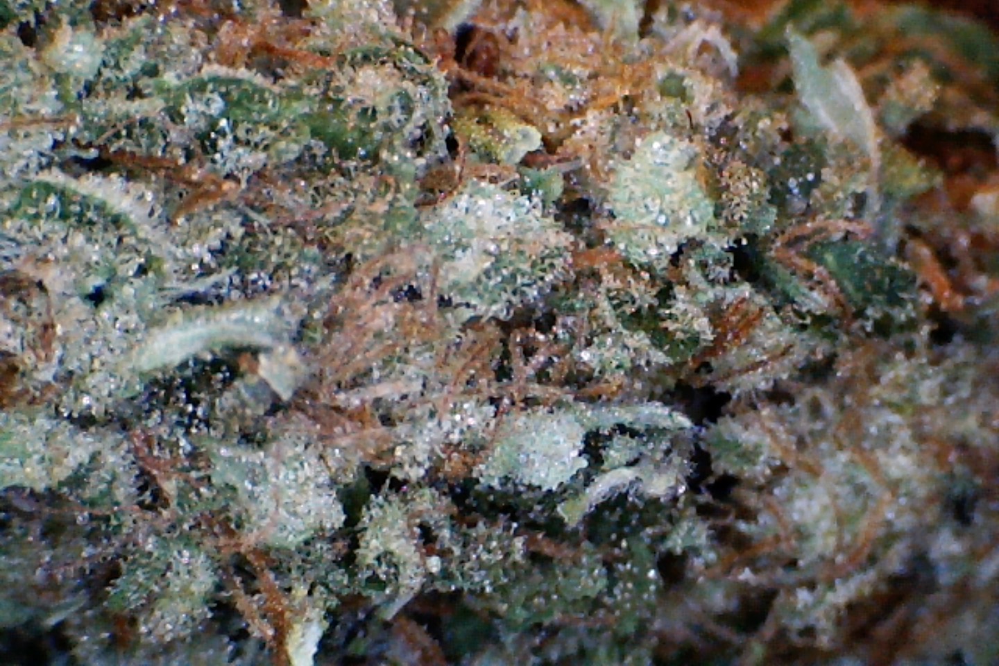Purple Kush by: Mountain Made Farm 1/3 oz - Image 2