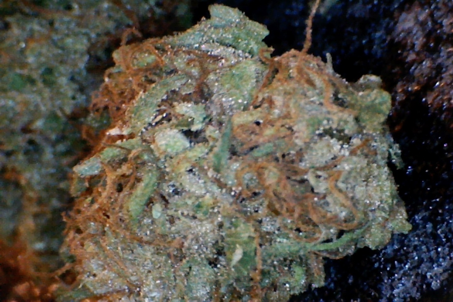 Purple Kush by: Mountain Made Farm 1/3 oz - Image 3