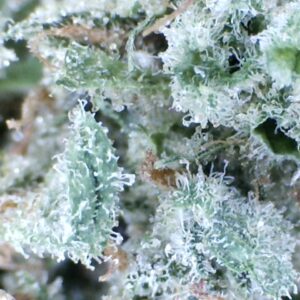 Blue Dream by: Mountain Canna Farms    1/3 oz