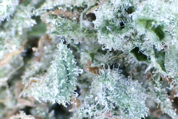 Blue Dream by: Mountain Canna Farms    1/3 oz