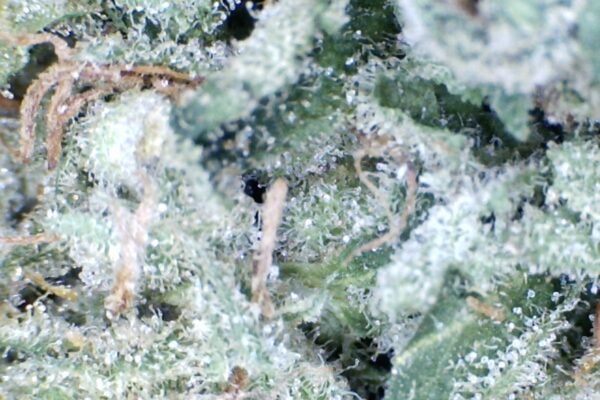 Blue Dream by: Mountain Canna Farms    1/3 oz - Image 2