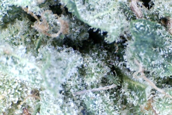 Blue Dream by: Mountain Canna Farms    1/3 oz - Image 4