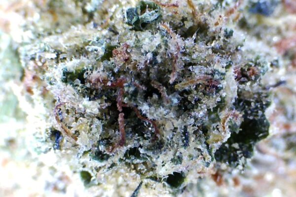 Old Family Purple:   by: Mountain Canna Farms     1/3 oz - Image 7