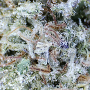 OG Kush