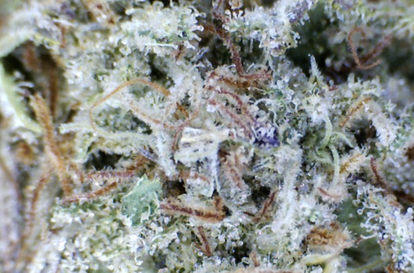 OG Kush