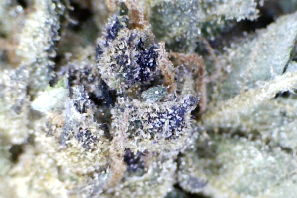 Venom OG by: Mountain Canna Farms - Image 5