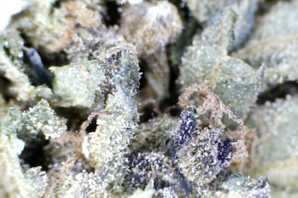 Venom OG by: Mountain Canna Farms - Image 6