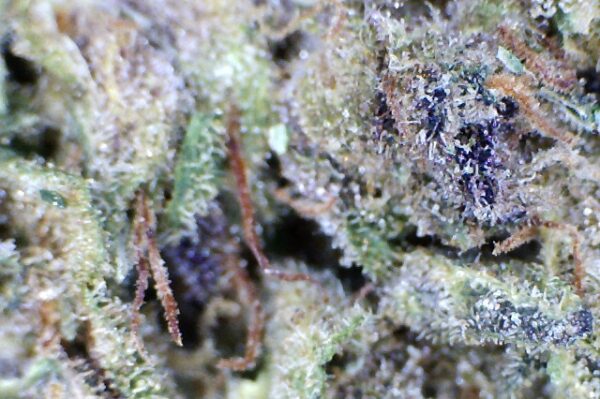 FRONTIER FUEL BY: MOUNTAIN CANNA FARMS - Image 6