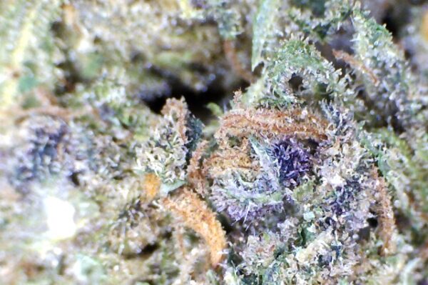 FRONTIER FUEL BY: MOUNTAIN CANNA FARMS