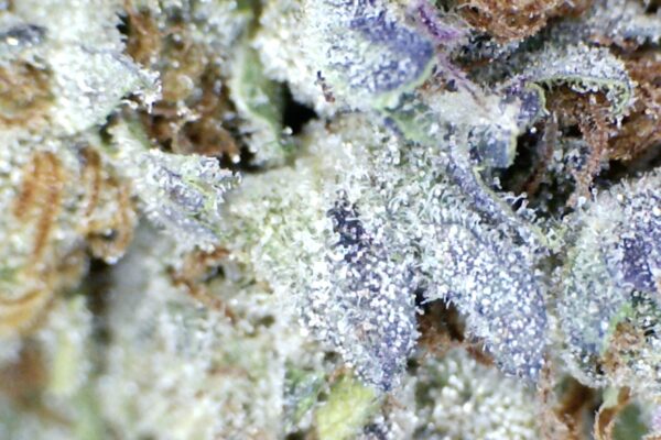 RED VELVET By: Mountain Canna Farms          1/3 oz