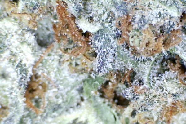 RED VELVET By: Mountain Canna Farms          1/3 oz - Image 6