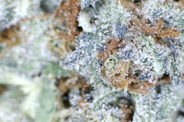 RED VELVET By: Mountain Canna Farms          1/3 oz - Image 5
