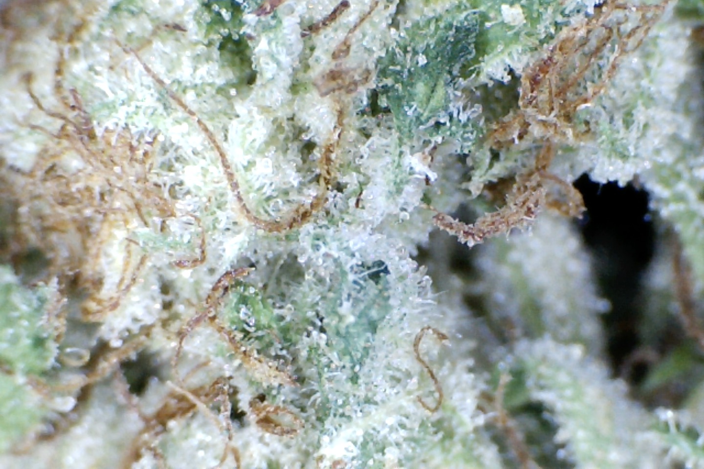 LONDON TRUFFLE By Patton Farms Trinity Growers Co.