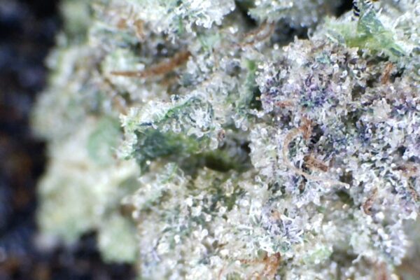 Super Boof Cherry     by: Patton Farms   '1/3 oz' - Image 6