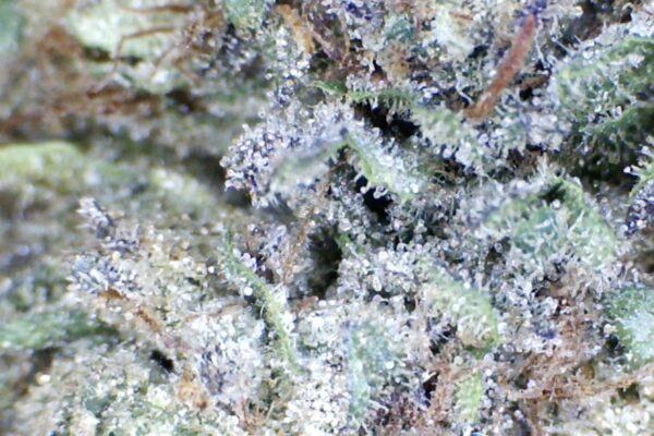 Super Boof Cherry     by: Patton Farms   '1/3 oz'