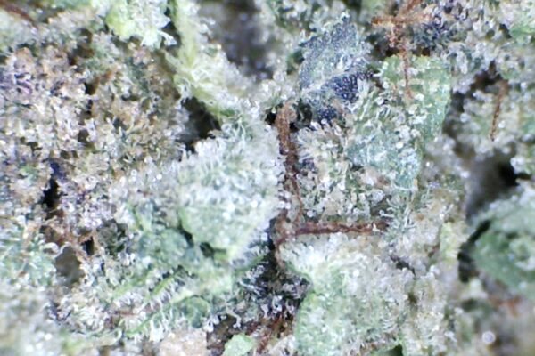 Super Boof Cherry     by: Patton Farms   '1/3 oz' - Image 7