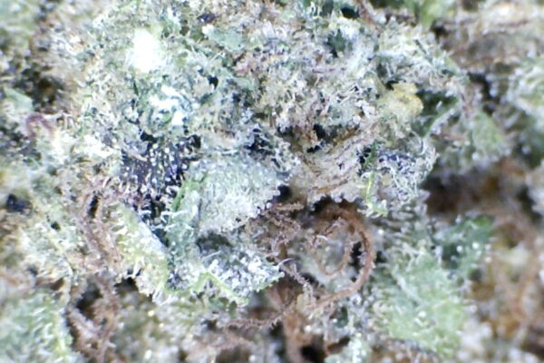 Presidential Runtz   by: Patton Farms    1/3 oz - Image 4