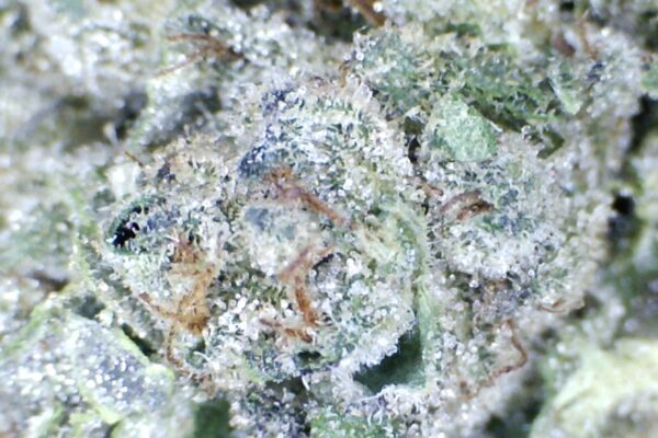 Presidential Runtz   by: Patton Farms    1/3 oz