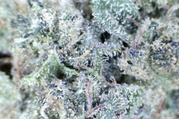 Presidential Runtz   by: Patton Farms    1/3 oz - Image 5
