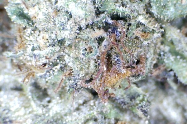 Super Runtz   by: Patton Farms   1/3 oz