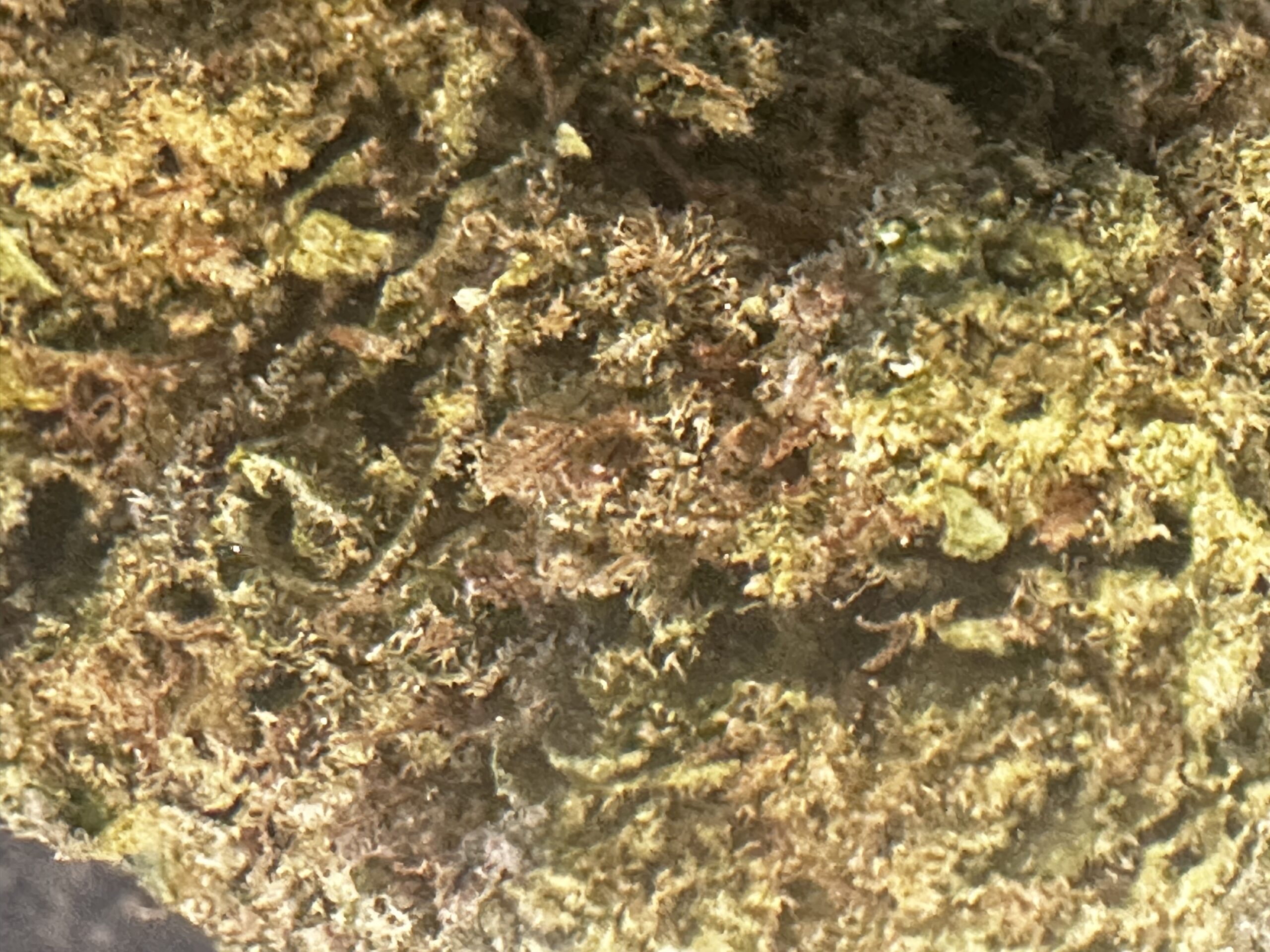 Candy Glue by: Patton Farms 1/3 oz - Image 7