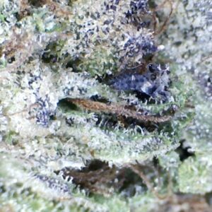 War Head  by: Patton Farms    1/3 oz