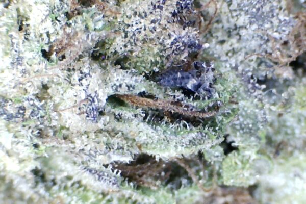 War Head  by: Patton Farms    1/3 oz