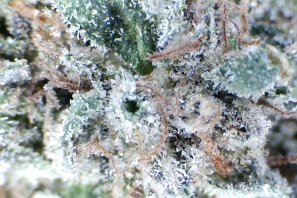 War Head  by: Patton Farms    1/3 oz - Image 4