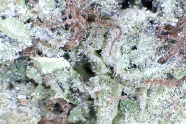 War Head  by: Patton Farms    1/3 oz - Image 2