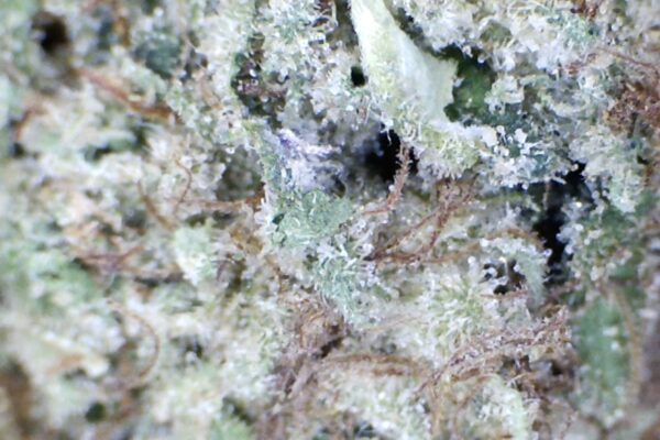 War Head  by: Patton Farms    1/3 oz - Image 5