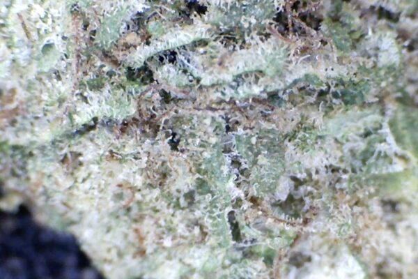 Rainbow Cotton Candy     by: Patton Farms    1/3 oz - Image 6