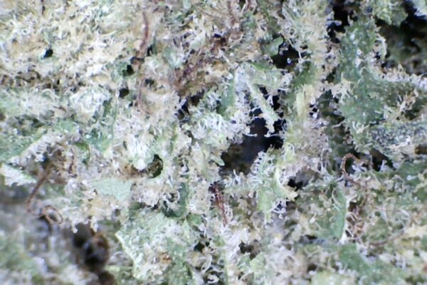 Rainbow Cotton Candy     by: Patton Farms    1/3 oz - Image 5