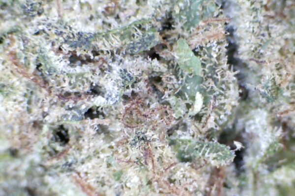 Rainbow Cotton Candy     by: Patton Farms    1/3 oz