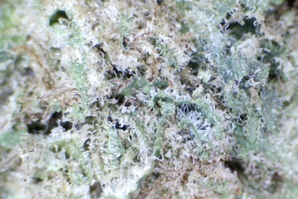 Rainbow Cotton Candy     by: Patton Farms    1/3 oz - Image 7