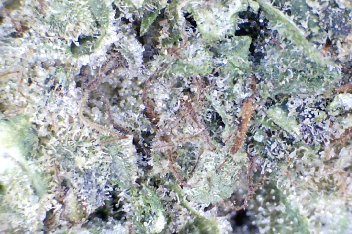 Candy Glue by: Patton Farms 1/3 oz