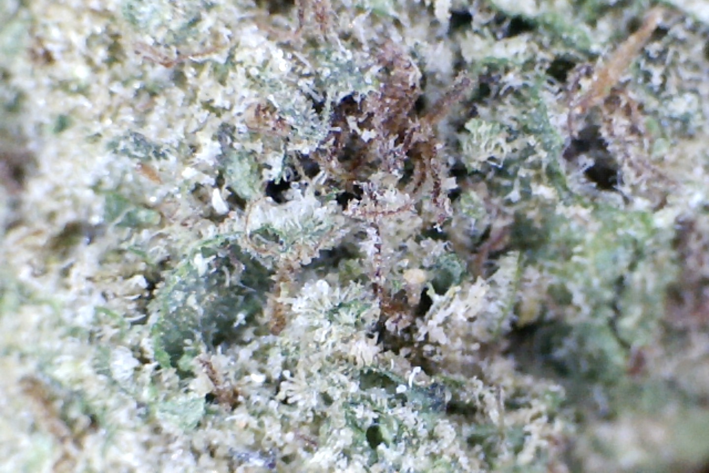 Candy Glue by: Patton Farms 1/3 oz - Image 3