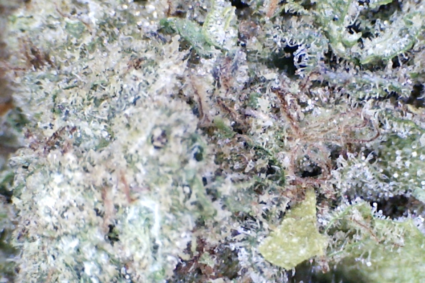 Candy Glue by: Patton Farms 1/3 oz - Image 5