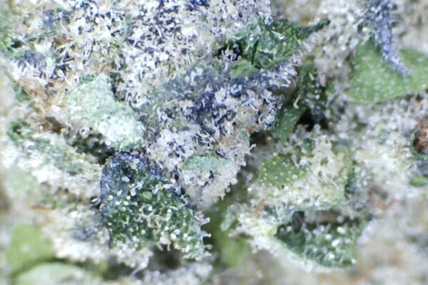 Goudaberry  by Mountain Canna Farms.     Indoor grown