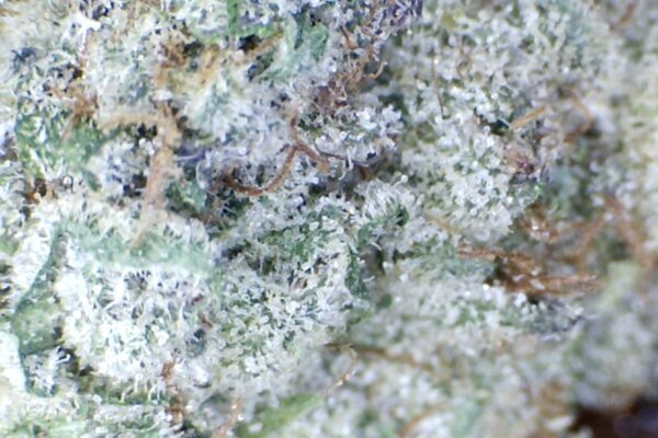Goudaberry  by Mountain Canna Farms.     Indoor grown - Image 7