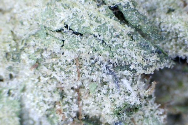 Goudaberry  by Mountain Canna Farms.     Indoor grown - Image 5