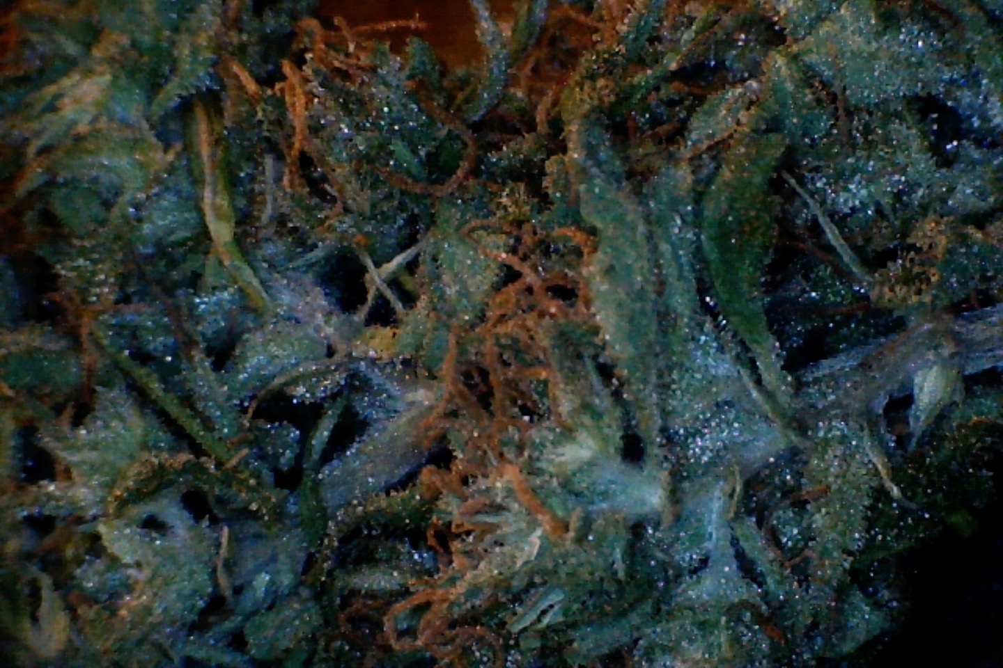 Panama Red by: Mountain Made Farm 1/3oz - Image 3