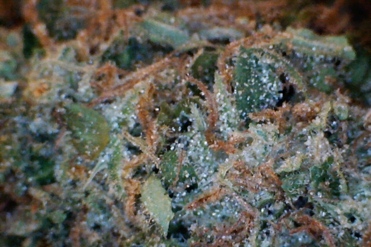 Gorilla Lemon Fire by: Mountain Made Farm 1/3oz - Image 2