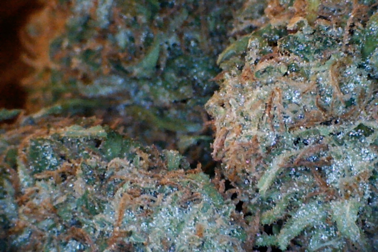 Gorilla Lemon Fire by: Mountain Made Farm 1/3oz - Image 4