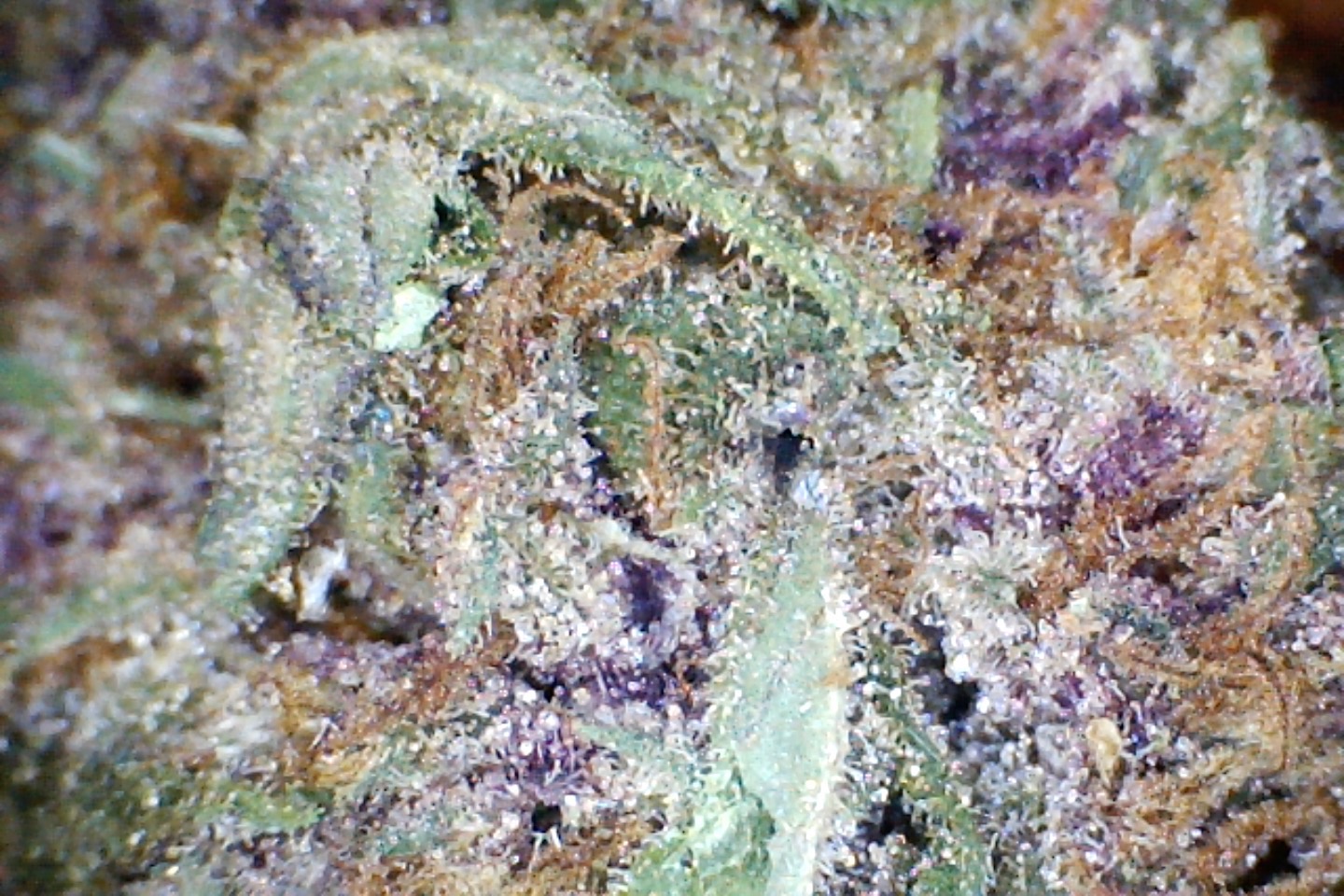 Poison Pakistani by: Mountain Made Farm 1/3oz - Image 3