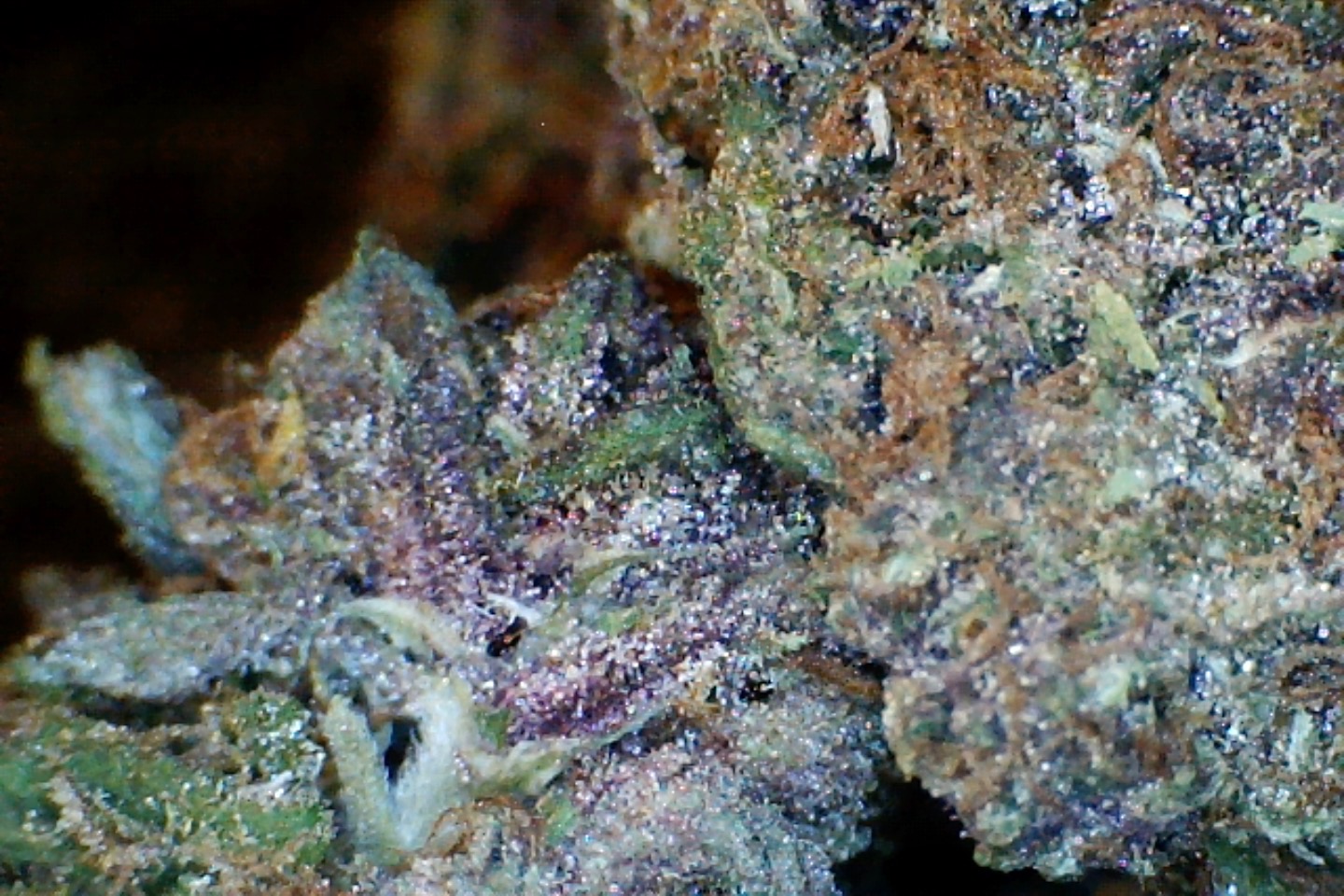 Poison Pakistani by: Mountain Made Farm 1/3oz - Image 2