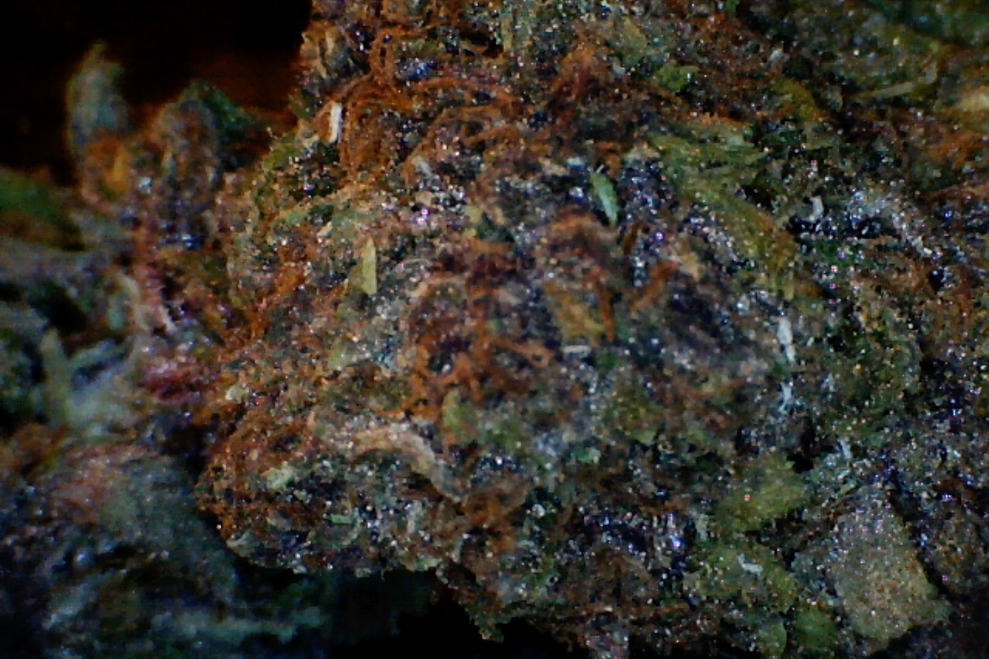 Poison Pakistani by: Mountain Made Farm 1/3oz - Image 4