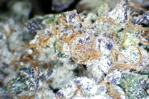 Bapez #1 by: Mountain Canna Farm 1/3oz - Trinity Growers Co.