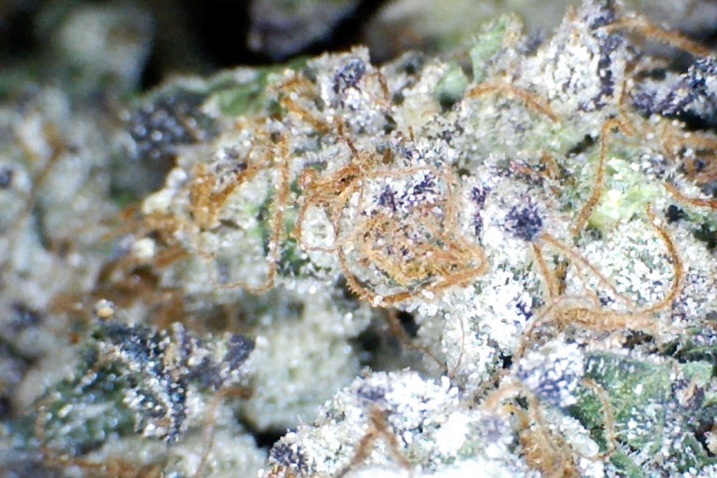 Bapez #1 by: Mountain Canna Farm 1/3oz - Image 4