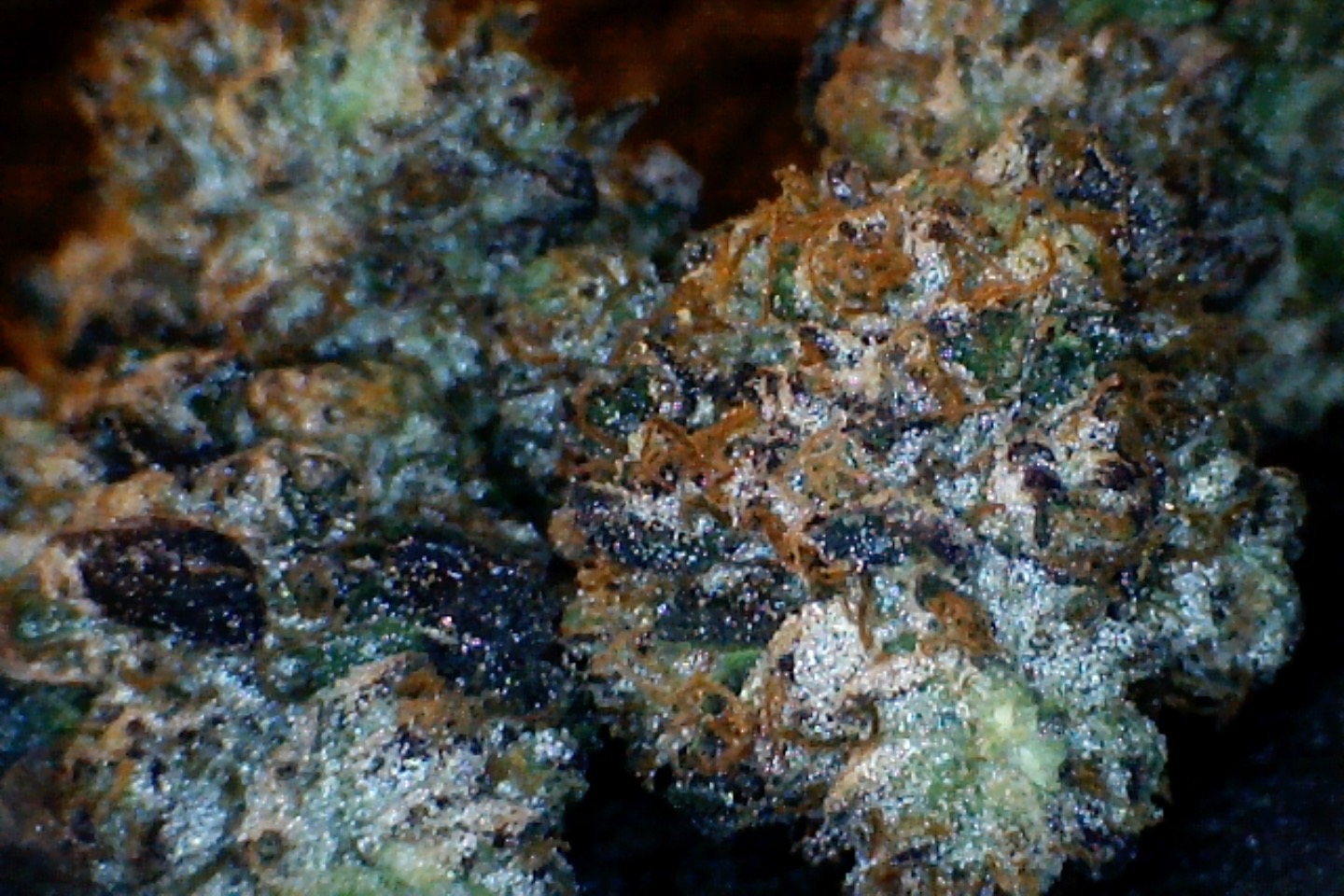 Bapez #1 by: Mountain Canna Farm 1/3oz